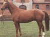 stallion Sassnitz (Hanoverian, 1978, from Seefischer)