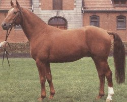 stallion Sassnitz (Hanoverian, 1978, from Seefischer)