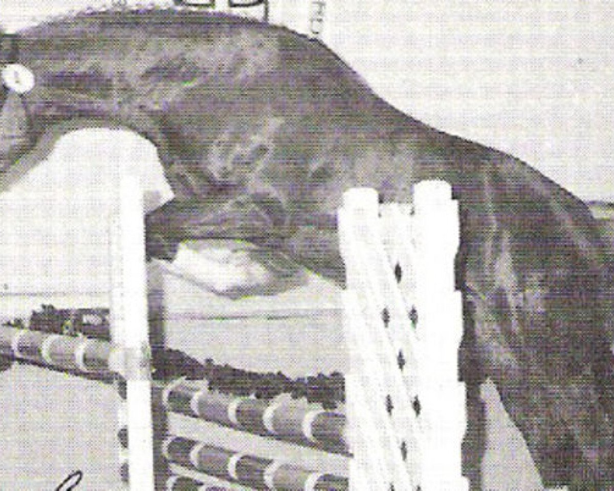 Deckhengst For Future (Hannoveraner, 1993, von For Pleasure)