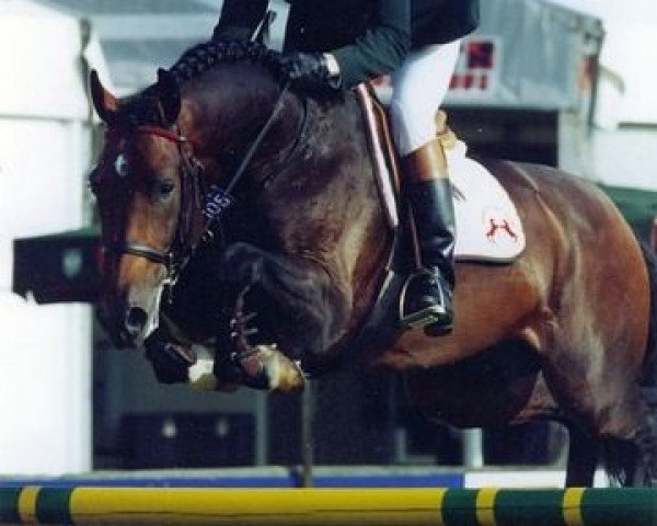 stallion Brown Boy (KWPN (Royal Dutch Sporthorse), 1983, from Lucky Boy xx)