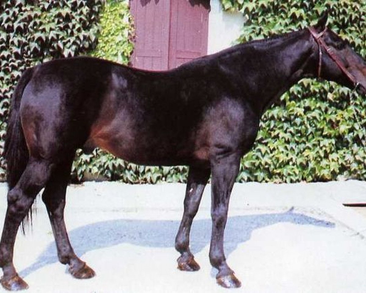 stallion Furiel de Baugy (Selle Français, 1971, from Arthy)
