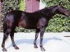 stallion Furiel de Baugy (Selle Français, 1971, from Arthy)