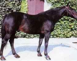 stallion Furiel de Baugy (Selle Français, 1971, from Arthy)