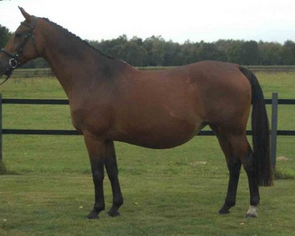 broodmare Freule (KWPN (Royal Dutch Sporthorse), 1987, from Zandigo)