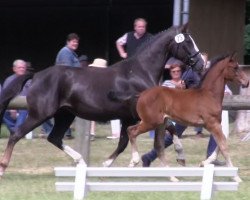 Zuchtstute Diamonds Topper Girl (Westfale, 2009, von Diamond Hit)