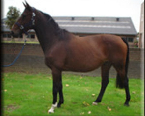 broodmare Olympica (Belgian Warmblood, 1991, from Lys de Darmen)