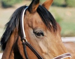 broodmare Tornade du Prelet (Selle Français, 1985, from Uriel)