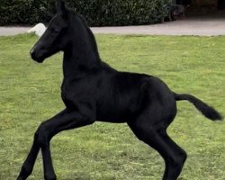 dressage horse Raijin P (Hanoverian, 2022, from Raven)