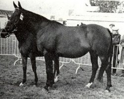 broodmare Radieuse (Selle Français, 1961, from Ultimate xx)