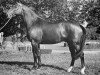 stallion Cor de Chasse (Selle Français, 1968, from Ibrahim AN)