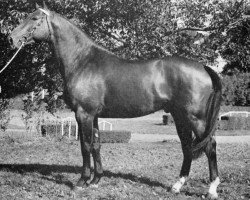 stallion Cor de Chasse (Selle Français, 1968, from Ibrahim)