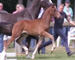 dressage horse Feel Good S (Westphalian, 2013, from Feedback 16)