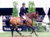 stallion Quick Lauro Z (Zangersheide riding horse, 1994, from Quick Star)
