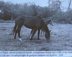 Zuchtstute Havane D'Espoir (Selle Français, 1973, von Francilius xx)