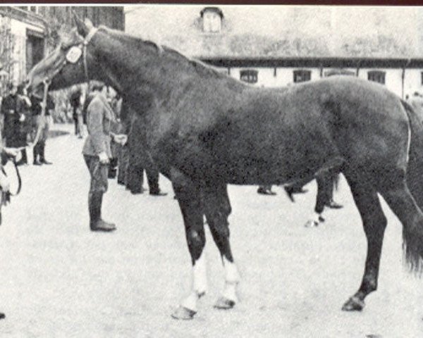 stallion Filon d'Or (Selle Français, 1971, from Kalabaka xx)