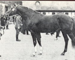 Deckhengst Filon d'Or (Selle Français, 1971, von Kalabaka xx)