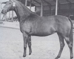 broodmare Victoria (Holsteiner, 1961, from Cottage Son xx)