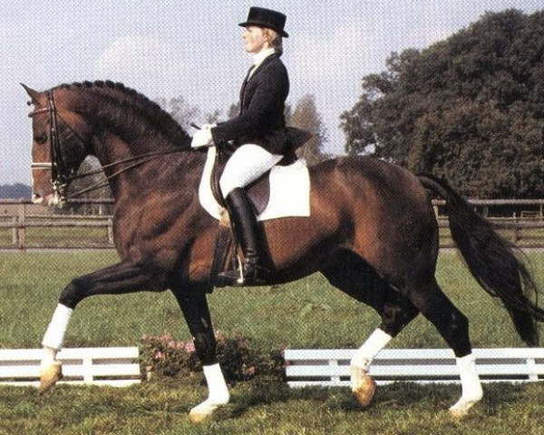 stallion Fiorello (Holsteiner, 1975, from Farnese 3804)