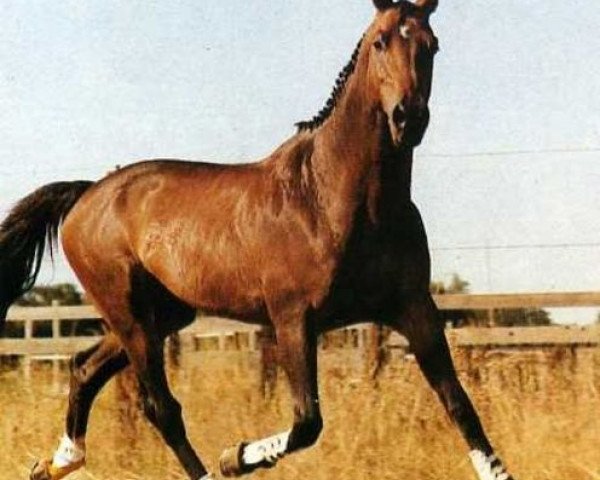 stallion Qualisco III (Selle Français, 1982, from Jalisco B)