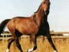 stallion Qualisco III (Selle Français, 1982, from Jalisco B)