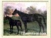broodmare L'Abbesse de Jouarre xx (Thoroughbred, 1886, from Trappist xx)