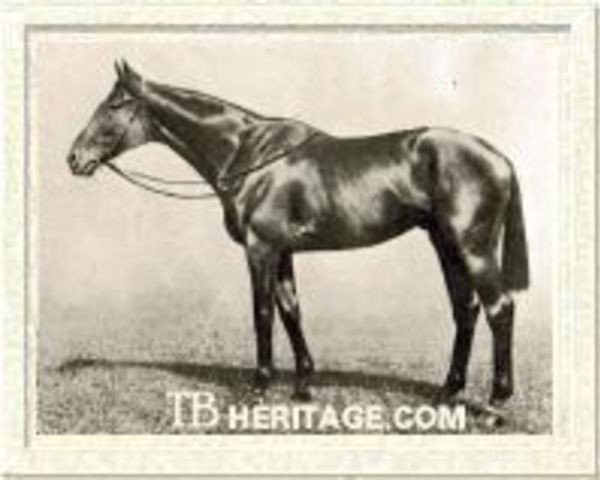 stallion Lomond xx (Thoroughbred, 1909, from Desmond xx)