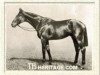 stallion Lomond xx (Thoroughbred, 1909, from Desmond xx)