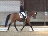 dressage horse Hyperbelley (German Riding Pony, 2007, from Hightrick)