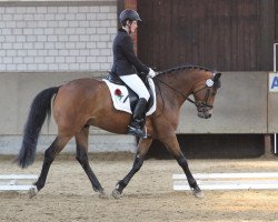 dressage horse Hyperbelley (German Riding Pony, 2007, from Hightrick)