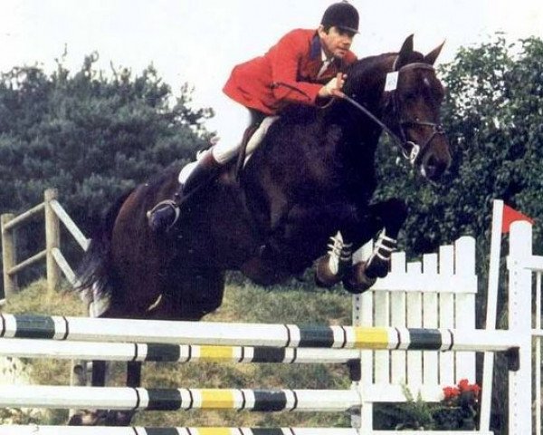 stallion Rox de la Touche (Selle Français, 1983, from Lord Gordon)