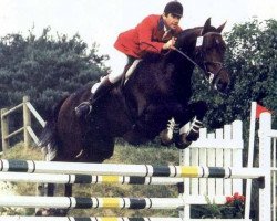 Deckhengst Rox de la Touche (Selle Français, 1983, von Lord Gordon)