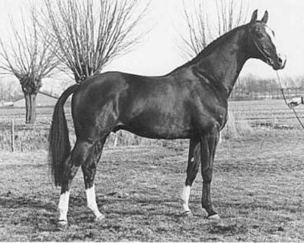 stallion Tolbert (Royal Warmblood Studbook of the Netherlands (KWPN), 1977, from Erdball xx)