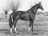 stallion Tolbert (Dutch Warmblood, 1977, from Erdball xx)