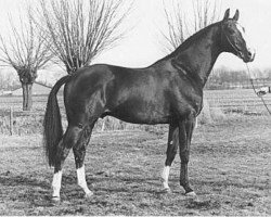 Deckhengst Tolbert (KWPN (Niederländisches Warmblut), 1977, von Erdball xx)