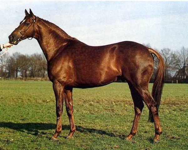 stallion Apollonios xx (Thoroughbred, 1981, from Lombard xx)