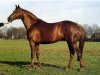 stallion Apollonios xx (Thoroughbred, 1981, from Lombard xx)