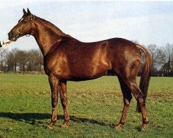 stallion Apollonios xx (Thoroughbred, 1981, from Lombard xx)