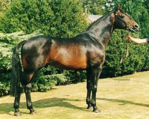 Pferd Bernstein (Hannoveraner, 1983, von Ramiro Z)