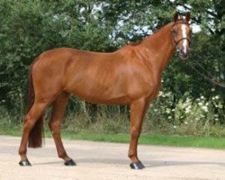 broodmare Banda de Hus (Oldenburg, 2002, from Argentinus)