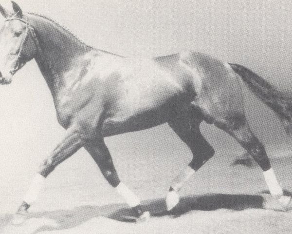 stallion Lord Farn (Holsteiner, 1986, from Lord)