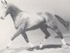 stallion Lord Farn (Holsteiner, 1986, from Lord)