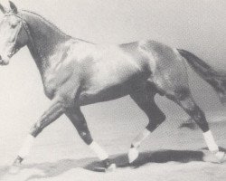 Deckhengst Lord Farn (Holsteiner, 1986, von Lord)