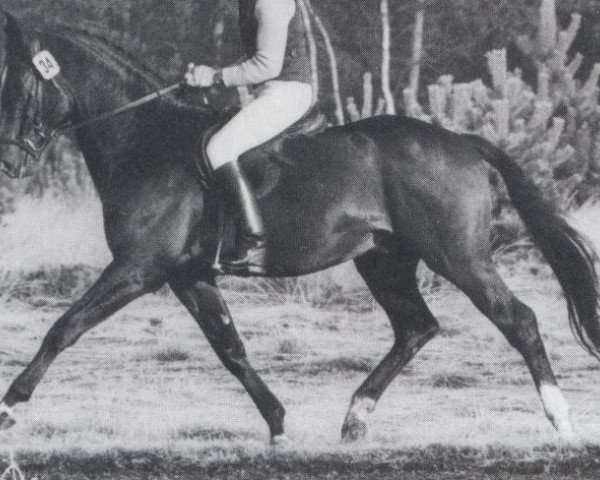stallion Insulaner (Oldenburg, 1978, from Inschallah AA)