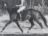 stallion Insulaner (Oldenburg, 1978, from Inschallah AA)