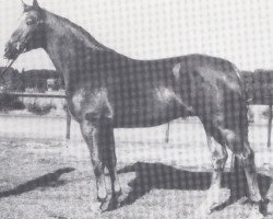 stallion Leubus (Hanoverian, 1976, from Lombard)