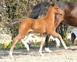 Pferd Prinzessin Piccola (Deutsches Reitpony, 2012, von Principal Boy)