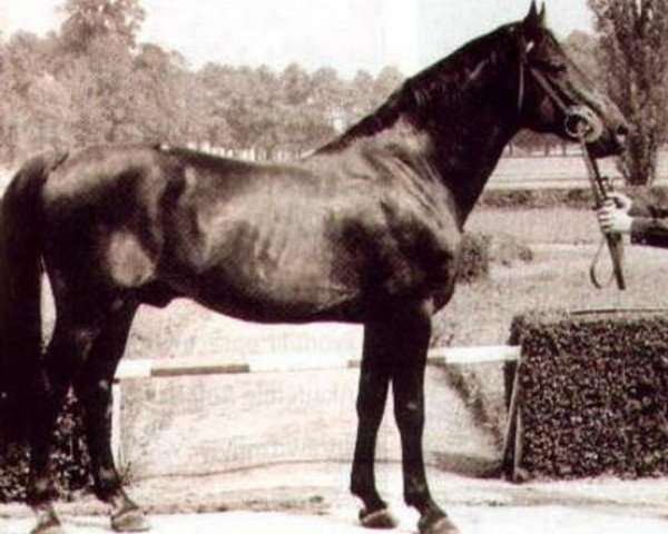 stallion Ułus Km.448 (Little-Poland (malopolska), 1951, from Zbaraz AA)