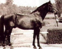 stallion Ułus Km.448 (Little-Poland (malopolska), 1951, from Zbaraz AA)