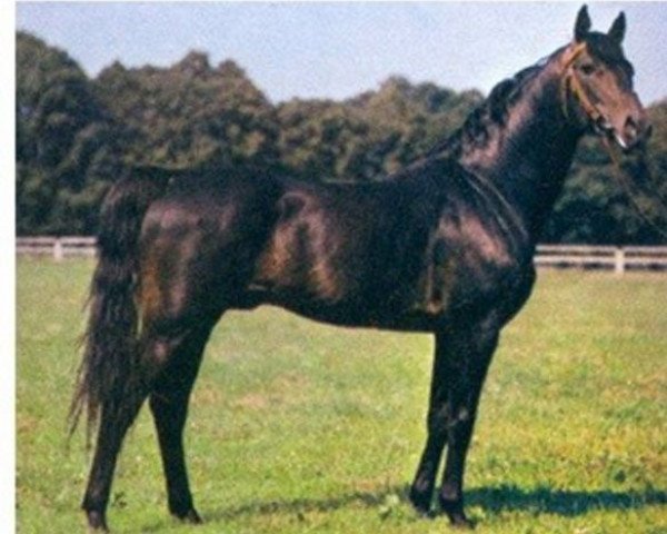 stallion Amok AA (Anglo-Arabs, 1968, from Ułus Km.448)