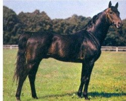 stallion Amok AA (Anglo-Arabs, 1968, from Ułus Km.448)